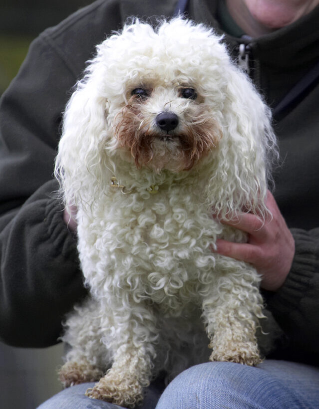 Animal, Animals, Bichon frise, Canine, Canines, Dog, Dogs, Land Mammal, Land Mammals, Morgan, Play, Playing, Playtime, Terrestrial Mammal, Terrestrial Mammals