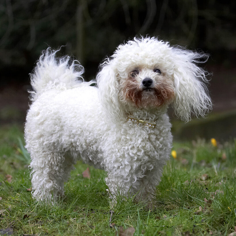 Animal, Animals, Bichon frise, Canine, Canines, Dog, Dogs, Land Mammal, Land Mammals, Morgan, Play, Playing, Playtime, Terrestrial Mammal, Terrestrial Mammals