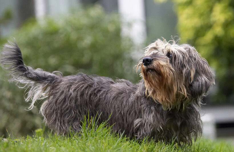 Animal, Animals, Canine, Canines, Daschund, Daschunds, Dog, Dogs, Dudley, Land Mammal, Land Mammals, Longhaired, Miniature, Play, Playing, Playtime, Terrestrial Mammal, Terrestrial Mammals