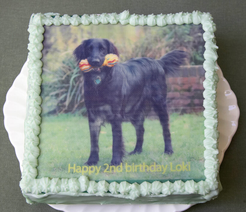 Animal, Animals, Birthday, Cake, Canine, Canines, Dog, Dogs, Flatcoated, Land Mammal, Land Mammals, Loki, Play, Playing, Playtime, Retriever, Terrestrial Mammal, Terrestrial Mammals