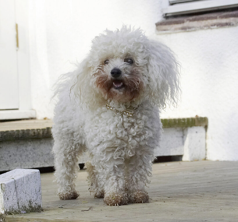 Animal, Animals, Bichon, Canine, Canines, Dog, Dogs, Frise, Land Mammal, Land Mammals, Morgan, Play, Playing, Playtime, Terrestrial Mammal, Terrestrial Mammals