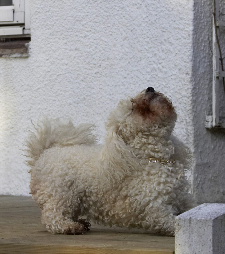Animal, Animals, Bichon, Canine, Canines, Dog, Dogs, Frise, Land Mammal, Land Mammals, Morgan, Play, Playing, Playtime, Terrestrial Mammal, Terrestrial Mammals