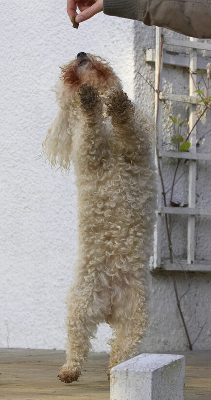 Animal, Animals, Bichon, Canine, Canines, Dance, Dancing, Dog, Dogs, Frise, Jump, Jumping, Land Mammal, Land Mammals, Leap, Leaping, Morgan, Play, Playing, Playtime, Terrestrial Mammal, Terrestrial Mammals