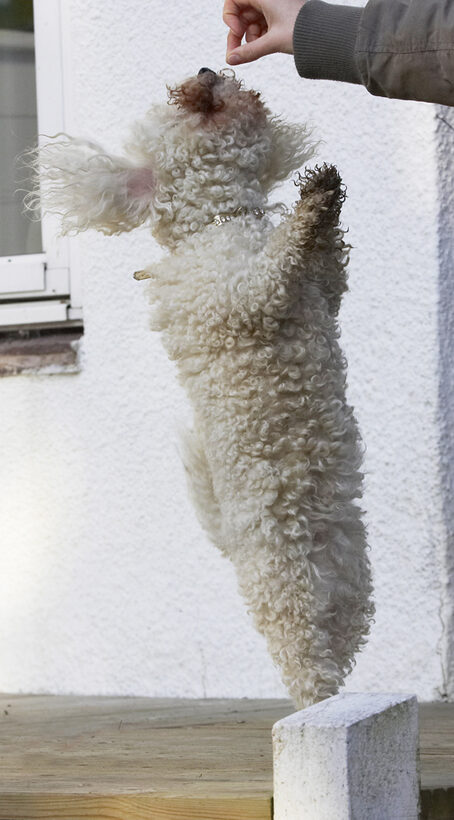 Animal, Animals, Bichon, Canine, Canines, Dog, Dogs, Frise, Jump, Jumping, Land Mammal, Land Mammals, Leap, Leaping, Morgan, Play, Playing, Playtime, Terrestrial Mammal, Terrestrial Mammals