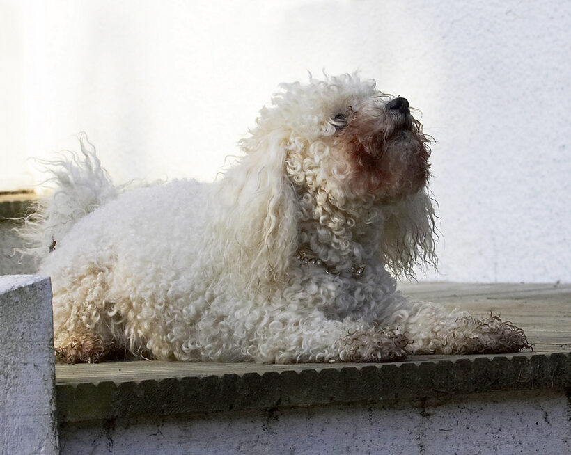 Animal, Animals, Bichon, Canine, Canines, Dog, Dogs, Frise, Land Mammal, Land Mammals, Morgan, Play, Playing, Playtime, Terrestrial Mammal, Terrestrial Mammals