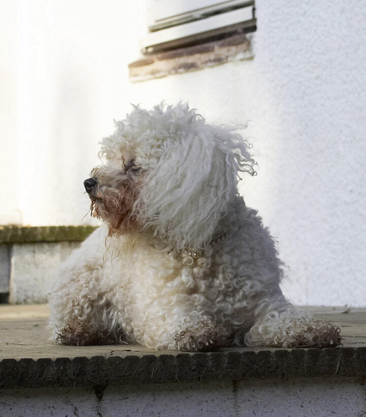 Animal, Animals, Bichon, Canine, Canines, Dog, Dogs, Frise, Land Mammal, Land Mammals, Morgan, Play, Playing, Playtime, Terrestrial Mammal, Terrestrial Mammals