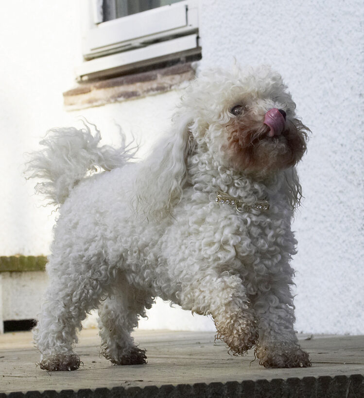 Animal, Animals, Bichon, Canine, Canines, Dog, Dogs, Frise, Land Mammal, Land Mammals, Morgan, Play, Playing, Playtime, Terrestrial Mammal, Terrestrial Mammals, Tongue