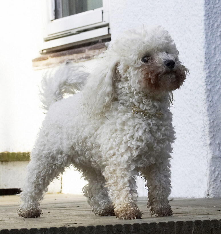 Animal, Animals, Bichon, Canine, Canines, Dog, Dogs, Frise, Land Mammal, Land Mammals, Morgan, Play, Playing, Playtime, Terrestrial Mammal, Terrestrial Mammals