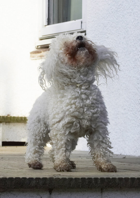 Animal, Animals, Bichon, Canine, Canines, Dog, Dogs, Frise, Land Mammal, Land Mammals, Morgan, Play, Playing, Playtime, Terrestrial Mammal, Terrestrial Mammals