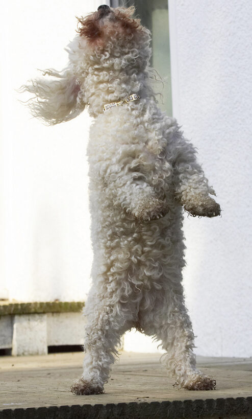 Animal, Animals, Bichon, Canine, Canines, Dog, Dogs, Frise, Jump, Jumping, Land Mammal, Land Mammals, Leap, Leaping, Morgan, Play, Playing, Playtime, Terrestrial Mammal, Terrestrial Mammals