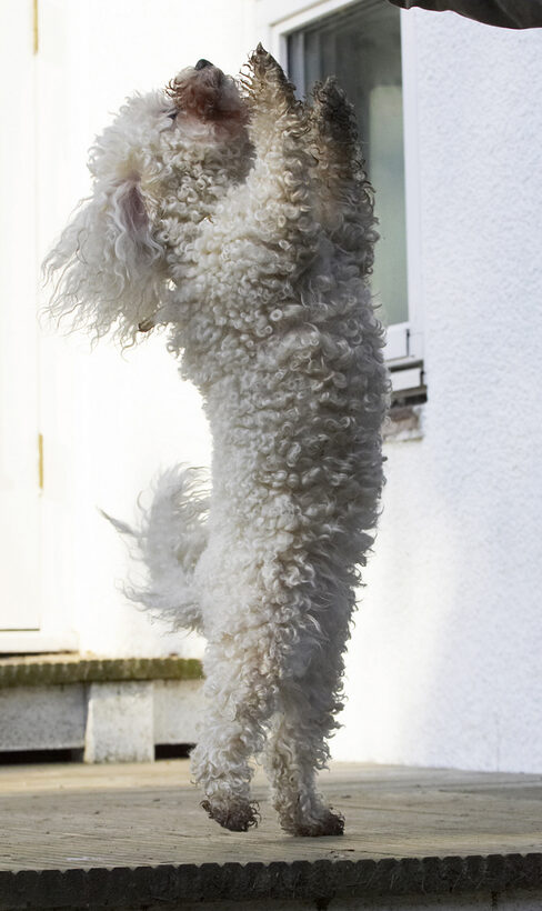 Animal, Animals, Bichon, Canine, Canines, Dance, Dancing, Dog, Dogs, Frise, Jump, Jumping, Land Mammal, Land Mammals, Leap, Leaping, Morgan, Play, Playing, Playtime, Terrestrial Mammal, Terrestrial Mammals