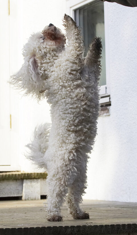Animal, Animals, Beg, Begging, Bichon, Canine, Canines, Dance, Dancing, Dog, Dogs, Frise, Jump, Jumping, Land Mammal, Land Mammals, Leap, Leaping, Morgan, Play, Playing, Playtime, Terrestrial Mammal, Terrestrial Mammals