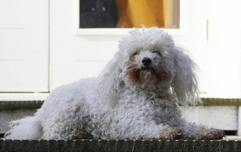 Animal, Animals, Bichon, Canine, Canines, Dog, Dogs, Frise, Land Mammal, Land Mammals, Morgan, Play, Playing, Playtime, Terrestrial Mammal, Terrestrial Mammals