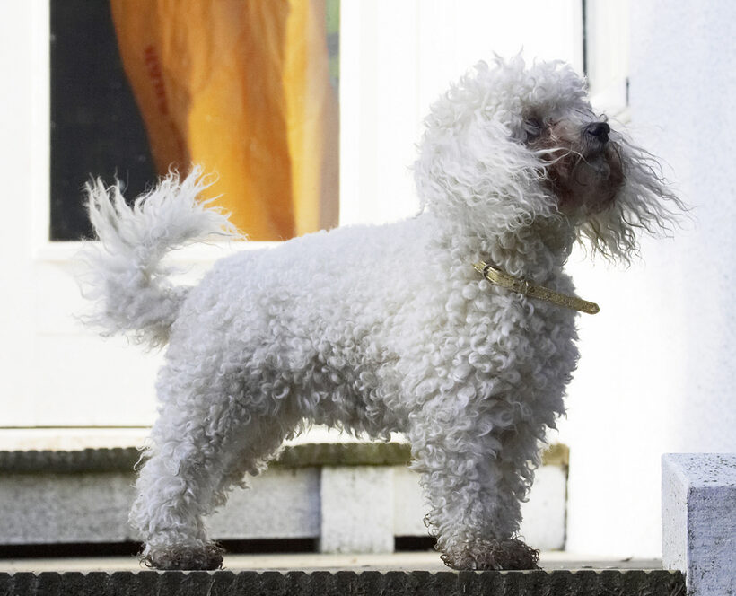 Animal, Animals, Bichon, Canine, Canines, Dog, Dogs, Frise, Land Mammal, Land Mammals, Morgan, Play, Playing, Playtime, Terrestrial Mammal, Terrestrial Mammals