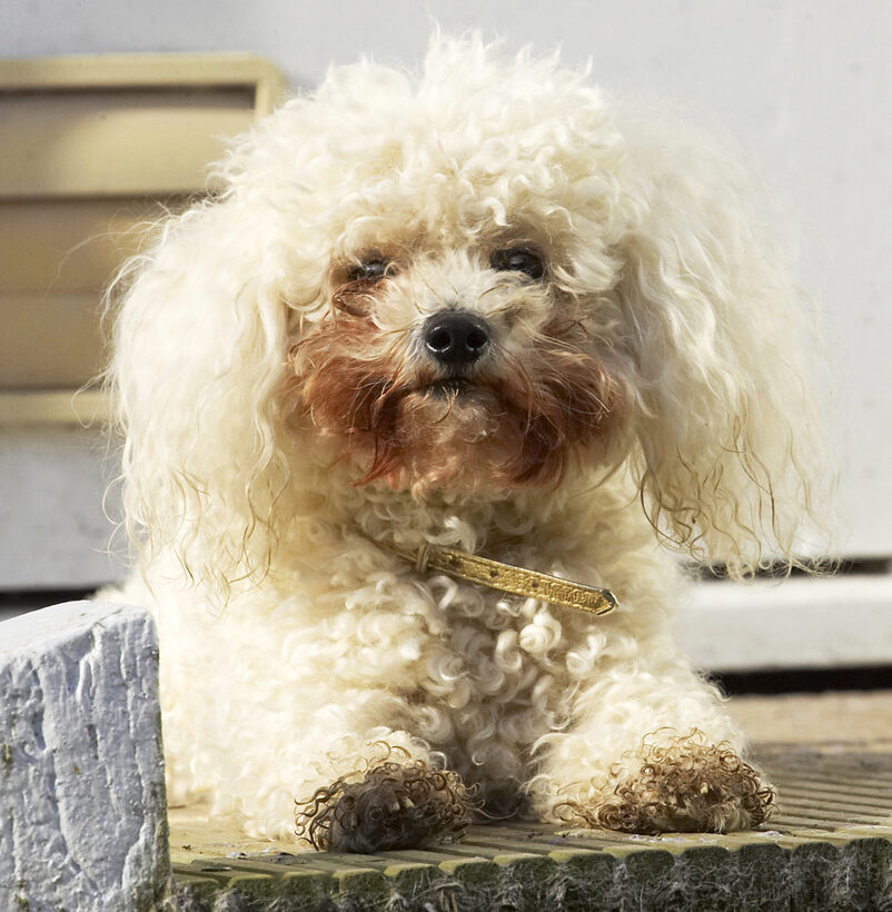 Animal, Animals, Bichon, Canine, Canines, Dog, Dogs, Frise, Land Mammal, Land Mammals, Morgan, Play, Playing, Playtime, Terrestrial Mammal, Terrestrial Mammals