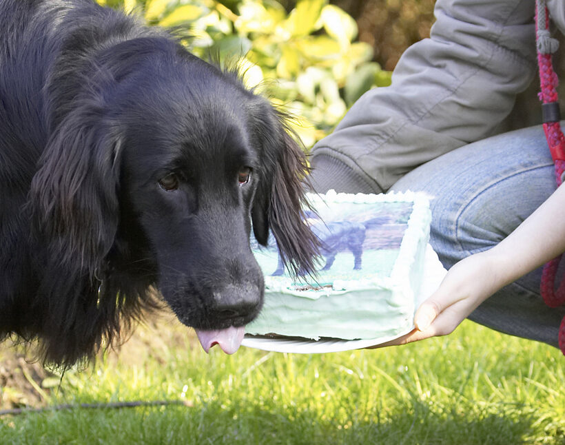 Animal, Animals, Birthday, Cake, Canine, Canines, Dog, Dogs, Flatcoated, Land Mammal, Land Mammals, Loki, Play, Playing, Playtime, Retriever, Terrestrial Mammal, Terrestrial Mammals, Tongue