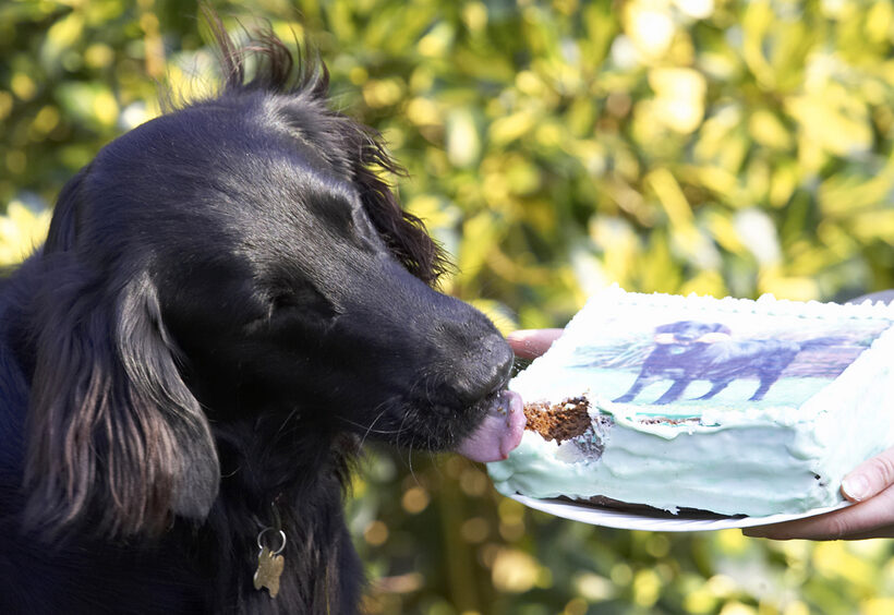 Animal, Animals, Birthday, Cake, Canine, Canines, Dog, Dogs, Flatcoated, Land Mammal, Land Mammals, Loki, Play, Playing, Playtime, Retriever, Terrestrial Mammal, Terrestrial Mammals, Tongue