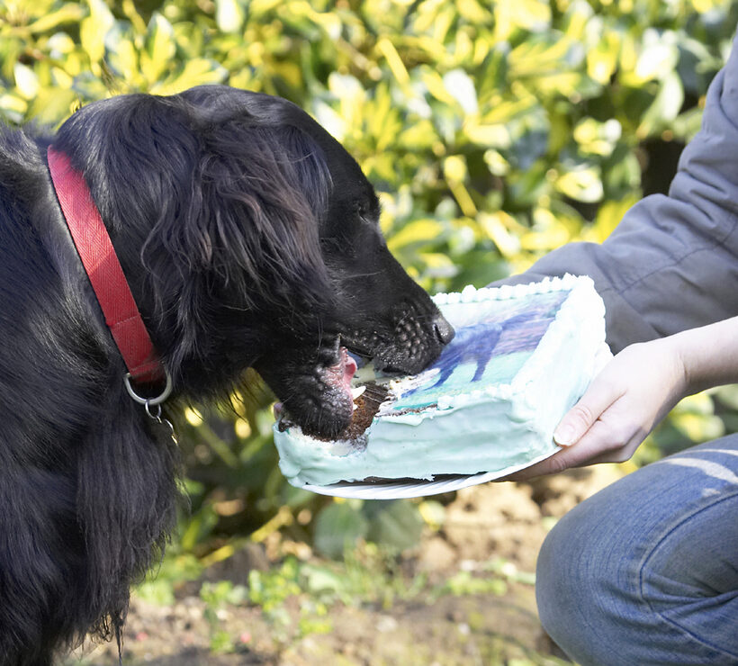 Animal, Animals, Birthday, Cake, Canine, Canines, Dog, Dogs, Flatcoated, Land Mammal, Land Mammals, Loki, Play, Playing, Playtime, Retriever, Terrestrial Mammal, Terrestrial Mammals