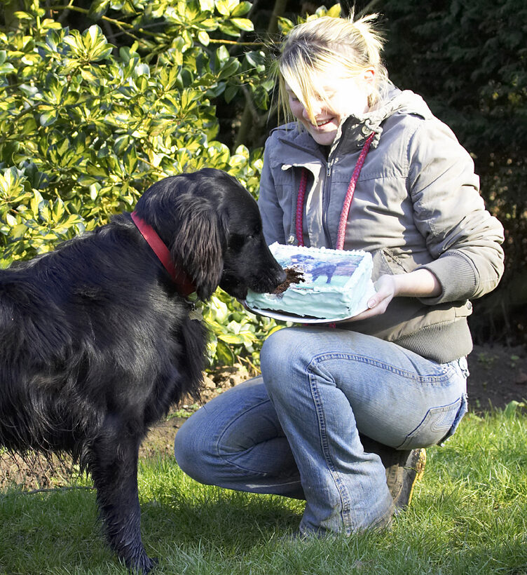 Animal, Animals, Birthday, Blonde, Cake, Canine, Canines, Dog, Dogs, Flatcoated, Kate, Land Mammal, Land Mammals, Loki, Play, Playing, Playtime, Retriever, Smile, Smiling, Terrestrial Mammal, Terrestrial Mammals, Woman