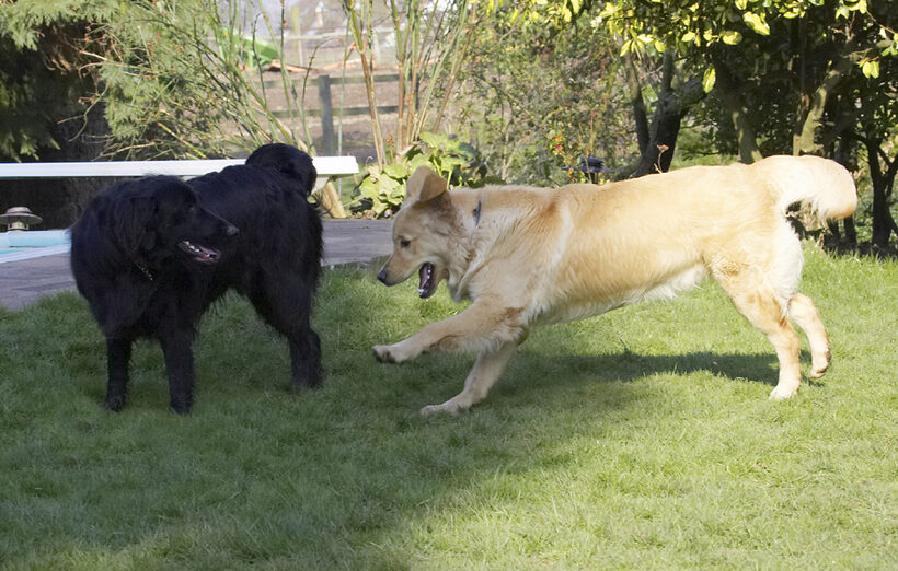 Animal, Animals, Best, Canine, Canines, Dog, Dogs, Duke, Flatcoated, Friends, Golden Retriever, Land Mammal, Land Mammals, Loki, Play, Playing, Playtime, Retriever, Terrestrial Mammal, Terrestrial Mammals