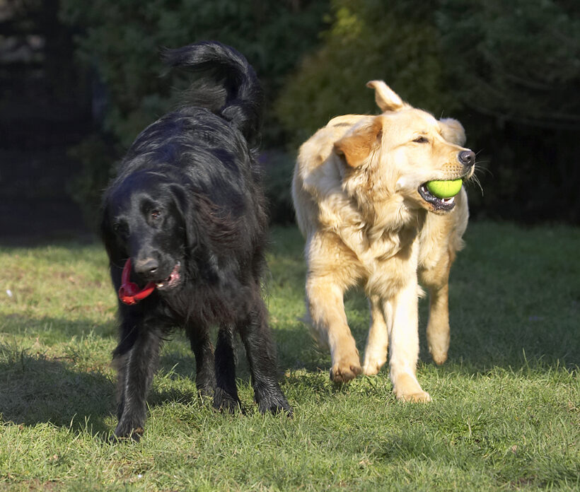 Animal, Animals, Ball, Best, Canine, Canines, Dog, Dogs, Duke, Flatcoated, Friends, Golden Retriever, Land Mammal, Land Mammals, Loki, Play, Playing, Playtime, Retriever, Terrestrial Mammal, Terrestrial Mammals