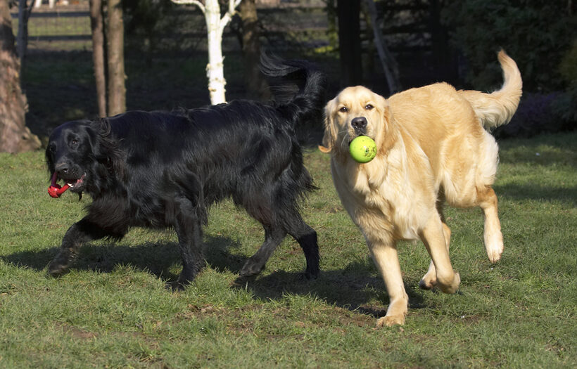 Animal, Animals, Ball, Best, Canine, Canines, Dog, Dogs, Duke, Flatcoated, Friends, Golden Retriever, Land Mammal, Land Mammals, Loki, Play, Playing, Playtime, Retriever, Terrestrial Mammal, Terrestrial Mammals