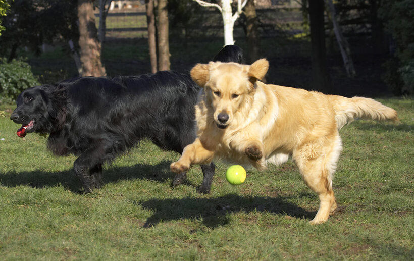 Animal, Animals, Ball, Best, Canine, Canines, Dog, Dogs, Duke, Flatcoated, Friends, Golden Retriever, Land Mammal, Land Mammals, Loki, Play, Playing, Playtime, Retriever, Terrestrial Mammal, Terrestrial Mammals