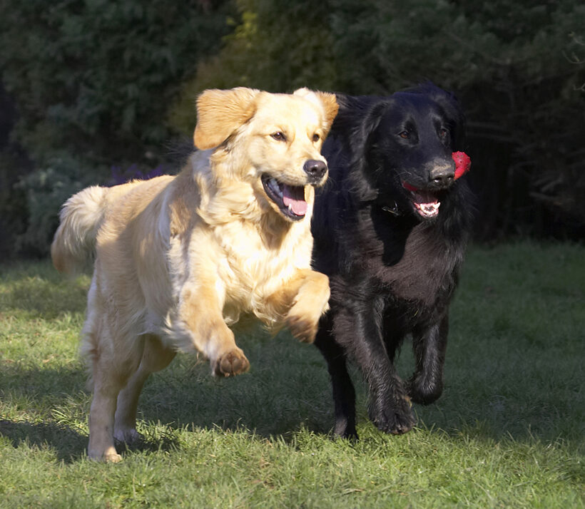 Animal, Animals, Ball, Best, Canine, Canines, Dog, Dogs, Duke, Flatcoated, Friends, Golden Retriever, Land Mammal, Land Mammals, Loki, Play, Playing, Playtime, Retriever, Terrestrial Mammal, Terrestrial Mammals