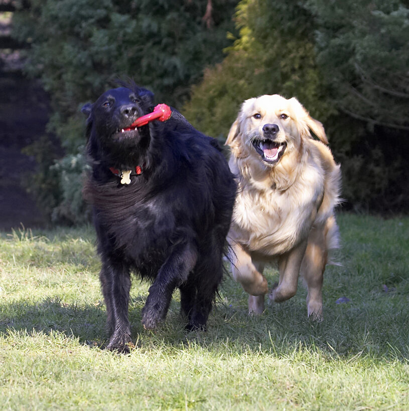 Animal, Animals, Best, Canine, Canines, Dog, Dogs, Duke, Flatcoated, Friends, Golden Retriever, Land Mammal, Land Mammals, Loki, Play, Playing, Playtime, Retriever, Terrestrial Mammal, Terrestrial Mammals
