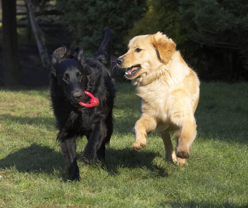 Animal, Animals, Best, Canine, Canines, Dog, Dogs, Duke, Flatcoated, Friends, Golden Retriever, Land Mammal, Land Mammals, Loki, Play, Playing, Playtime, Retriever, Terrestrial Mammal, Terrestrial Mammals