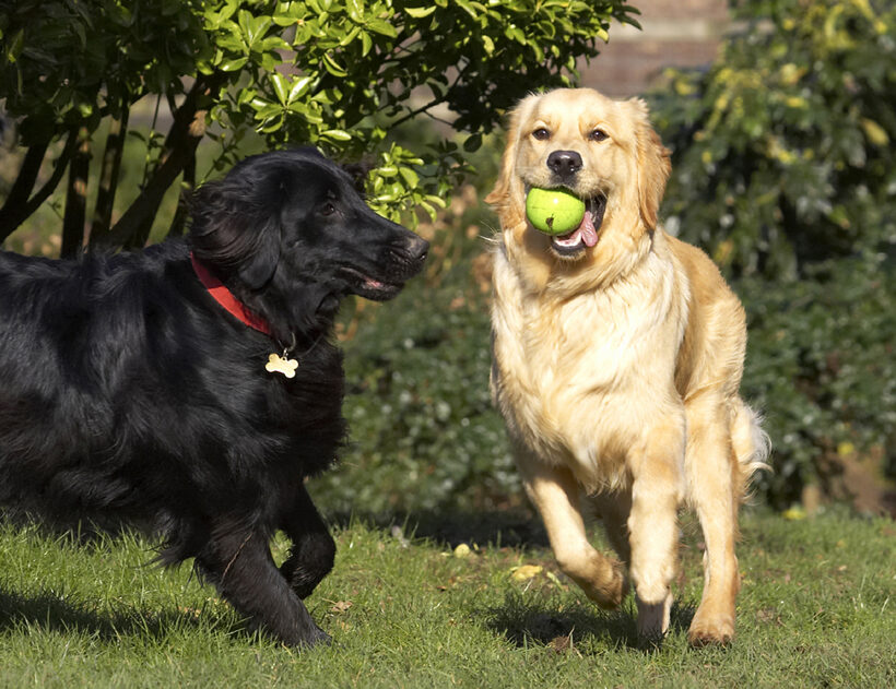 Animal, Animals, Ball, Best, Canine, Canines, Dog, Dogs, Duke, Flatcoated, Friends, Golden Retriever, Land Mammal, Land Mammals, Loki, Play, Playing, Playtime, Retriever, Terrestrial Mammal, Terrestrial Mammals