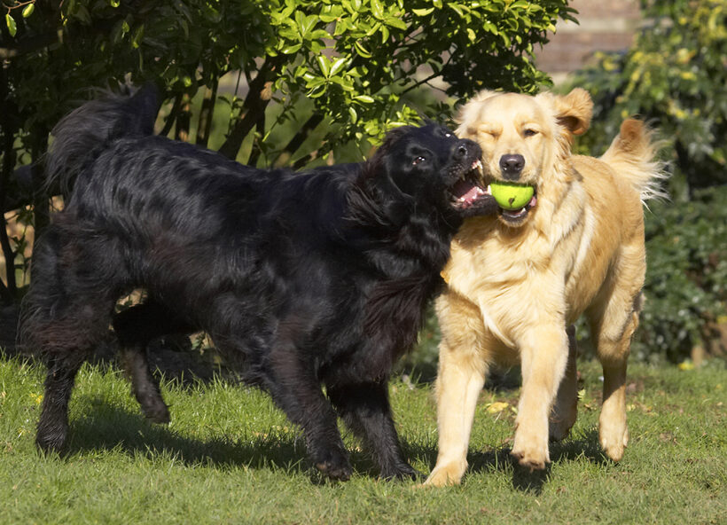 Animal, Animals, Best, Canine, Canines, Dog, Dogs, Duke, Flatcoated, Friends, Golden Retriever, Land Mammal, Land Mammals, Loki, Play, Playing, Playtime, Retriever, Terrestrial Mammal, Terrestrial Mammals