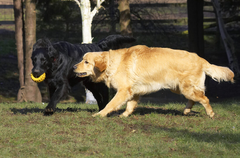 Animal, Animals, Best, Canine, Canines, Dog, Dogs, Duke, Flatcoated, Friends, Golden Retriever, Land Mammal, Land Mammals, Loki, Play, Playing, Playtime, Retriever, Terrestrial Mammal, Terrestrial Mammals