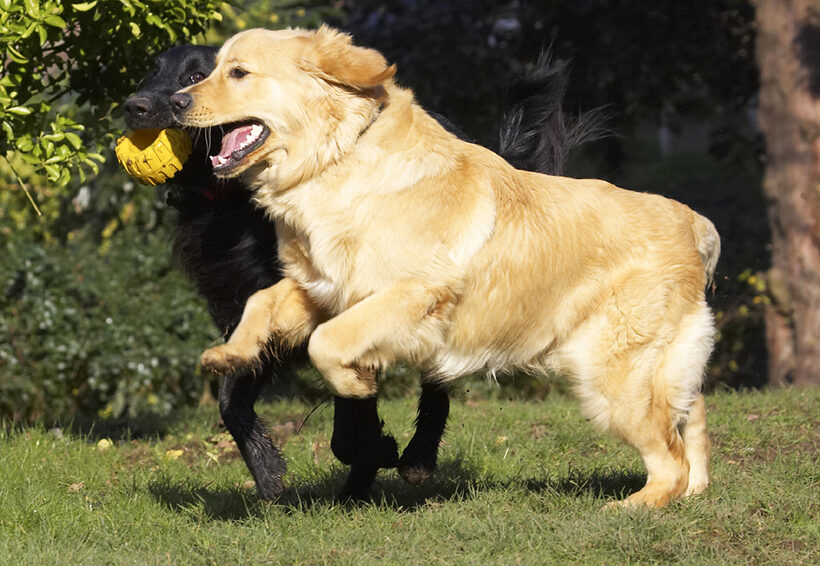 Animal, Animals, Best, Canine, Canines, Dog, Dogs, Duke, Flatcoated, Friends, Golden Retriever, Land Mammal, Land Mammals, Loki, Play, Playing, Playtime, Retriever, Terrestrial Mammal, Terrestrial Mammals