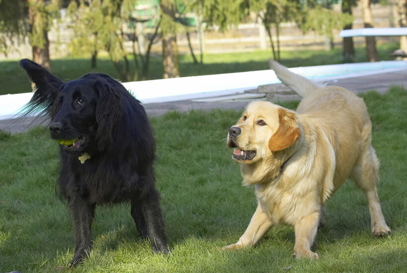 Animal, Animals, Best, Canine, Canines, Dog, Dogs, Duke, Flatcoated, Friends, Golden Retriever, Land Mammal, Land Mammals, Loki, Play, Playing, Playtime, Retriever, Terrestrial Mammal, Terrestrial Mammals
