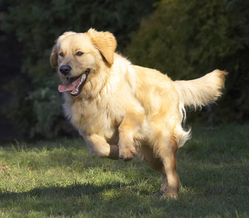 Animal, Animals, Best, Canine, Canines, Dog, Dogs, Duke, Friends, Golden Retriever, Land Mammal, Land Mammals, Play, Playing, Playtime, Run, Running, Terrestrial Mammal, Terrestrial Mammals