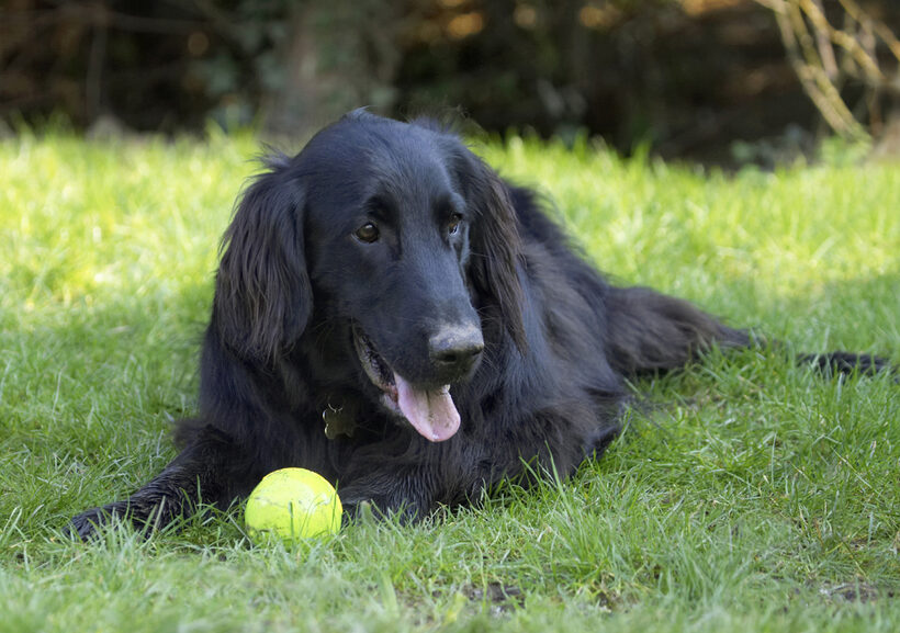 Animal, Animals, Ball, Canine, Canines, Dog, Dogs, Flatcoated, Land Mammal, Land Mammals, Loki, Play, Playing, Playtime, Retriever, Terrestrial Mammal, Terrestrial Mammals, Tongue