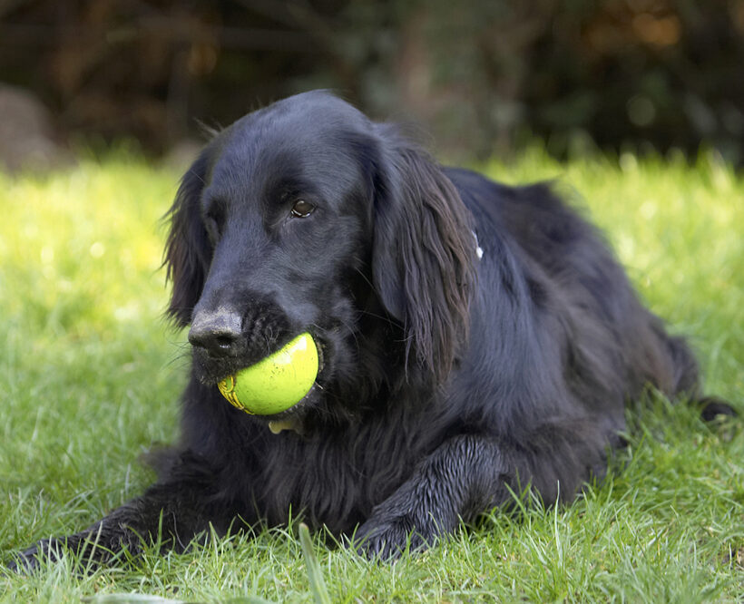 Animal, Animals, Ball, Canine, Canines, Dog, Dogs, Flatcoated, Land Mammal, Land Mammals, Loki, Play, Playing, Playtime, Retriever, Terrestrial Mammal, Terrestrial Mammals