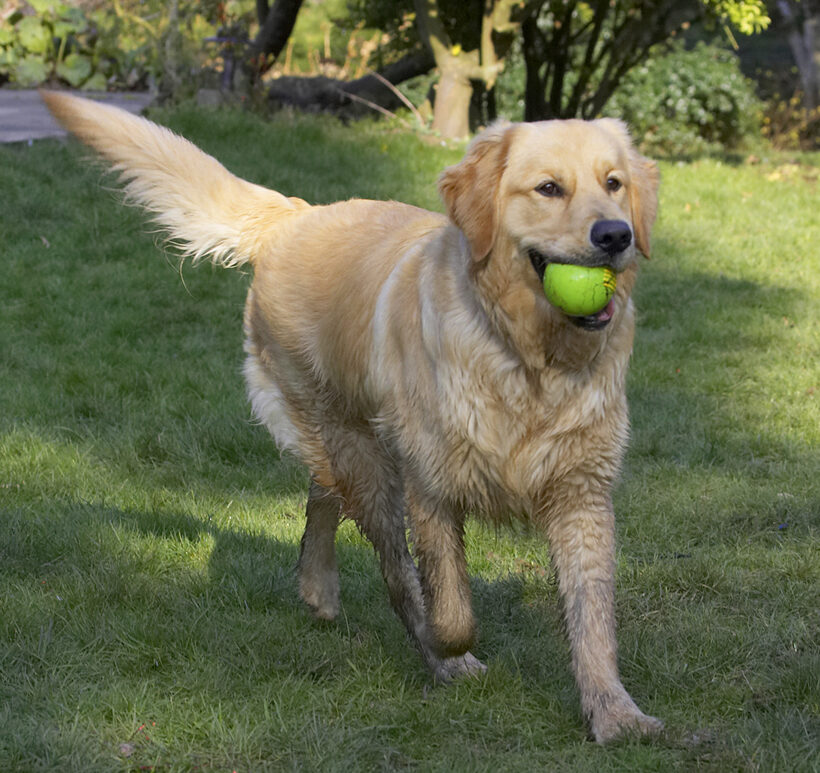 Animal, Animals, Ball, Canine, Canines, Dog, Dogs, Duke, Golden, Land Mammal, Land Mammals, Play, Playing, Playtime, Retriever, Retrievers, Terrestrial Mammal, Terrestrial Mammals