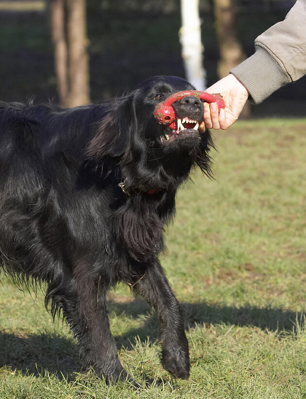 Animal, Animals, Canine, Canines, Dog, Dogs, Flatcoated, Land Mammal, Land Mammals, Loki, Play, Playing, Playtime, Retriever, Terrestrial Mammal, Terrestrial Mammals, Tug-o-war