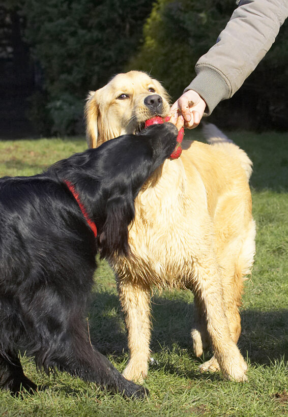 Animal, Animals, Best, Canine, Canines, Dog, Dogs, Duke, Flatcoated, Friends, Golden Retriever, Land Mammal, Land Mammals, Loki, Play, Playing, Playtime, Retriever, Terrestrial Mammal, Terrestrial Mammals, Tug-o-war