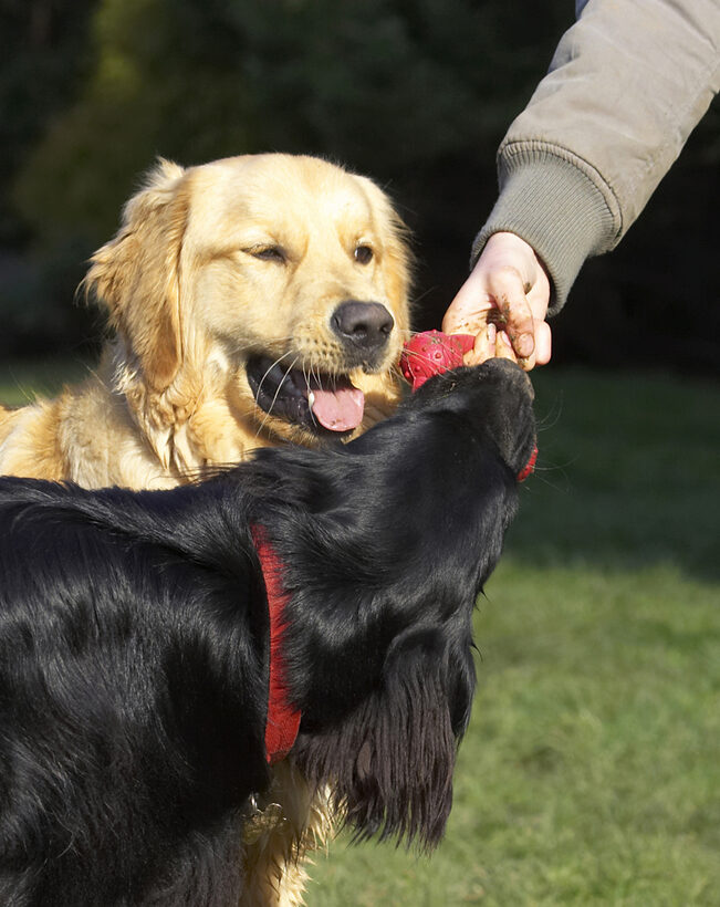 Animal, Animals, Best, Canine, Canines, Dog, Dogs, Duke, Flatcoated, Friends, Golden Retriever, Land Mammal, Land Mammals, Loki, Play, Playing, Playtime, Retriever, Terrestrial Mammal, Terrestrial Mammals, Tongue, Tug-o-war