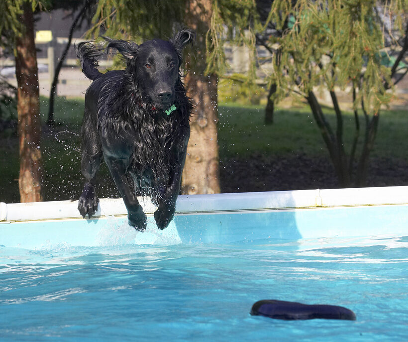 Animal, Animals, Canine, Canines, Dive, Diving, Dog, Dogs, Flatcoated, Land Mammal, Land Mammals, Loki, Play, Playing, Playtime, Pool, Retriever, Swimming, Terrestrial Mammal, Terrestrial Mammals