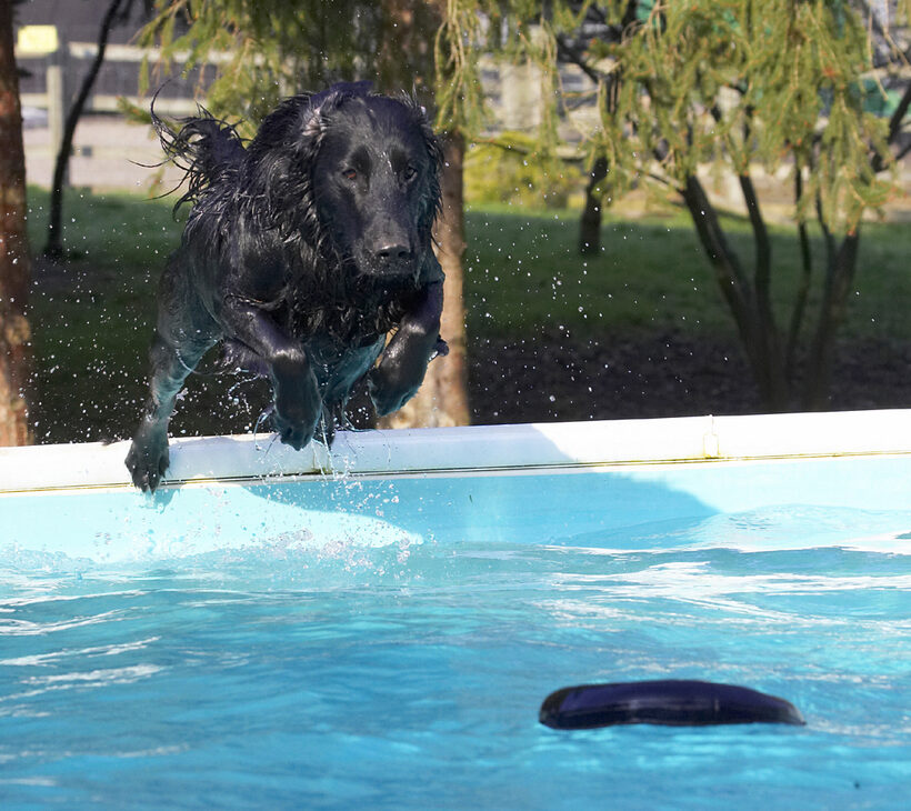 Animal, Animals, Canine, Canines, Dive, Diving, Dog, Dogs, Flatcoated, Land Mammal, Land Mammals, Loki, Play, Playing, Playtime, Pool, Retriever, Swimming, Terrestrial Mammal, Terrestrial Mammals