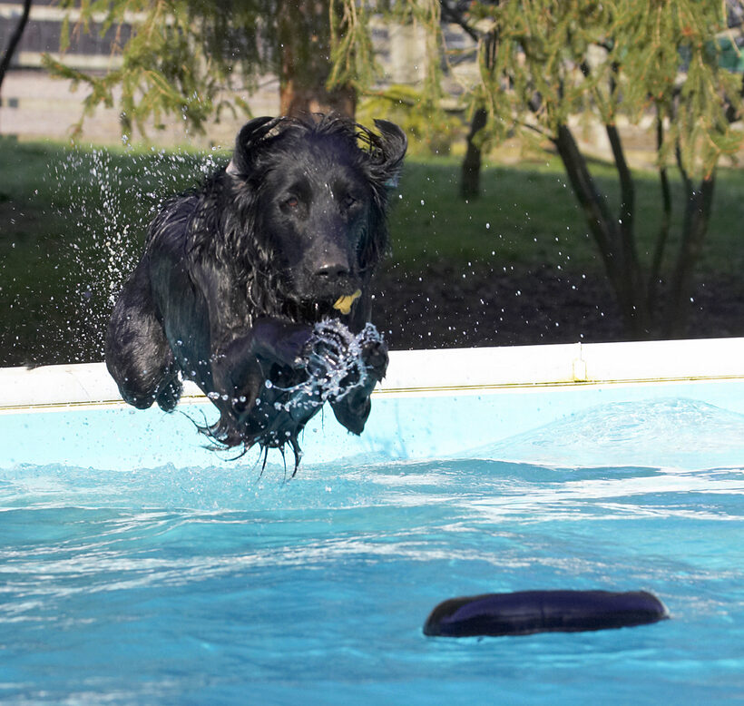 Animal, Animals, Canine, Canines, Dive, Diving, Dog, Dogs, Flatcoated, Land Mammal, Land Mammals, Loki, Play, Playing, Playtime, Pool, Retriever, Swimming, Terrestrial Mammal, Terrestrial Mammals