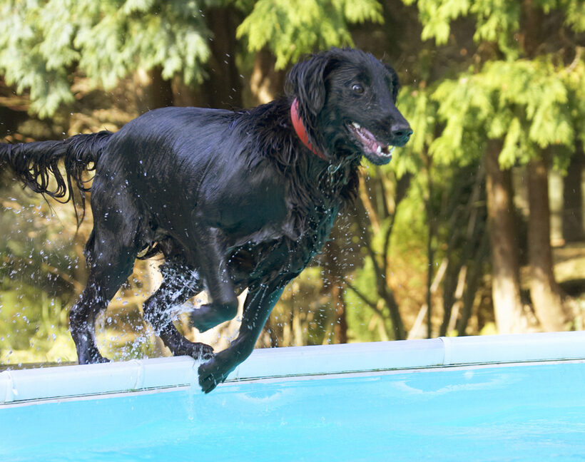 Animal, Animals, Canine, Canines, Dive, Diving, Dog, Dogs, Flatcoated, Land Mammal, Land Mammals, Loki, Play, Playing, Playtime, Pool, Retriever, Swimming, Terrestrial Mammal, Terrestrial Mammals
