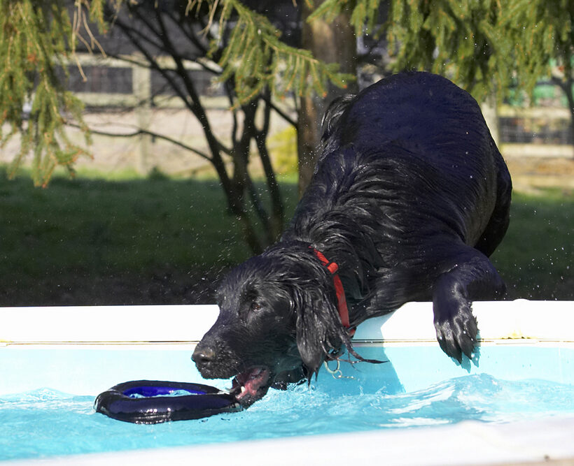 Animal, Animals, Canine, Canines, Dog, Dogs, Flatcoated, Land Mammal, Land Mammals, Loki, Play, Playing, Playtime, Pool, Retriever, Swimming, Terrestrial Mammal, Terrestrial Mammals