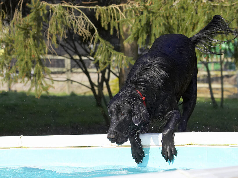 Animal, Animals, Canine, Canines, Dog, Dogs, Flatcoated, Land Mammal, Land Mammals, Loki, Play, Playing, Playtime, Pool, Retriever, Swimming, Terrestrial Mammal, Terrestrial Mammals