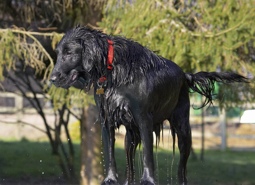 Animal, Animals, Canine, Canines, Dog, Dogs, Flatcoated, Land Mammal, Land Mammals, Loki, Play, Playing, Playtime, Retriever, Terrestrial Mammal, Terrestrial Mammals