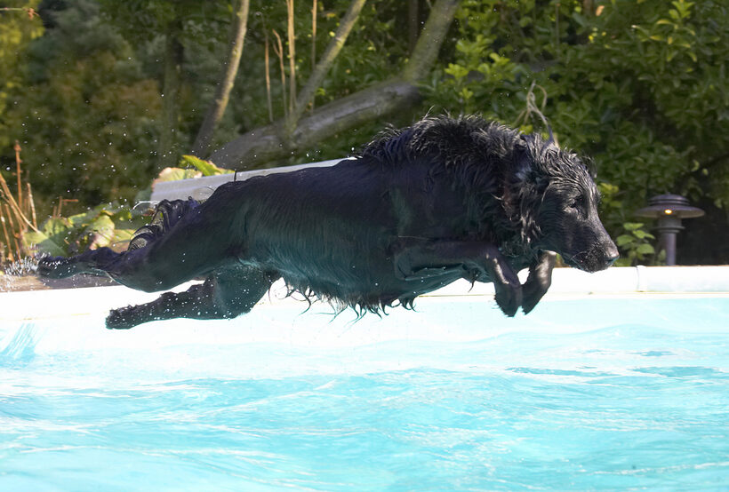 Animal, Animals, Canine, Canines, Dive, Diving, Dog, Dogs, Flatcoated, Land Mammal, Land Mammals, Loki, Play, Playing, Playtime, Pool, Retriever, Swimming, Terrestrial Mammal, Terrestrial Mammals